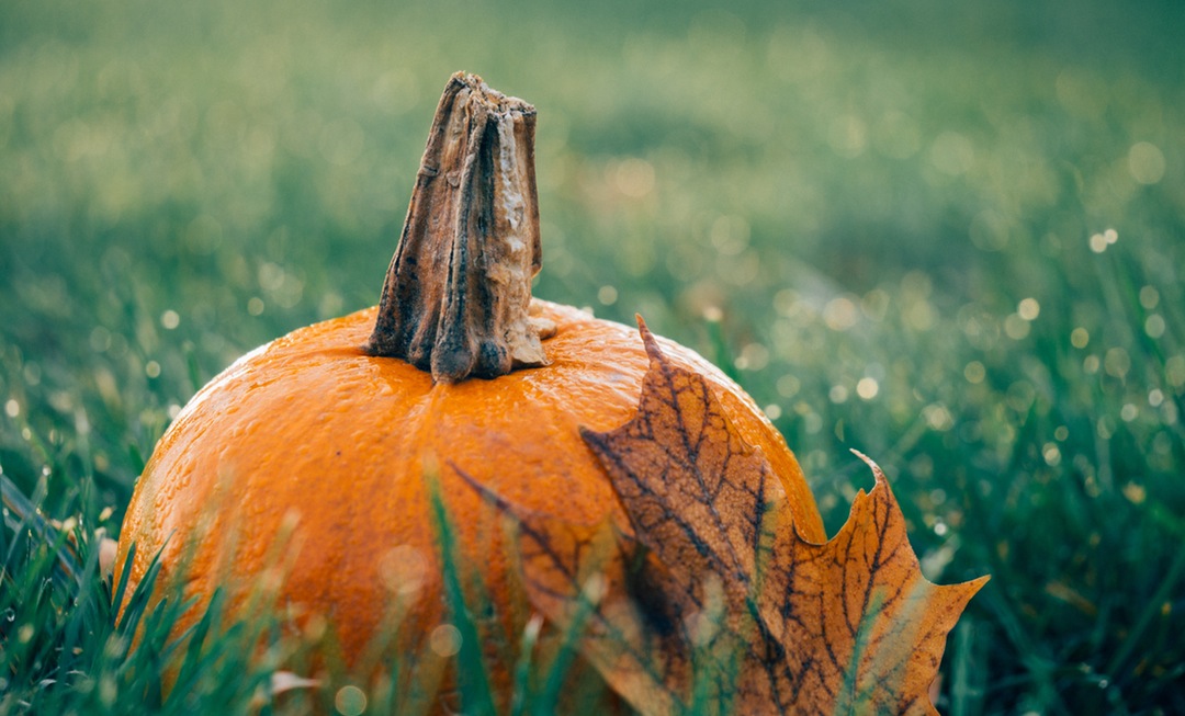 Love Pumpkin? Your Smile Does Too