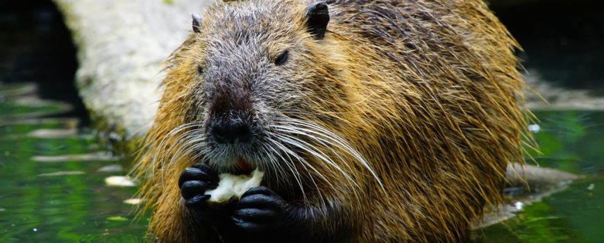 The Coolest Teeth In The Animal Kingdom